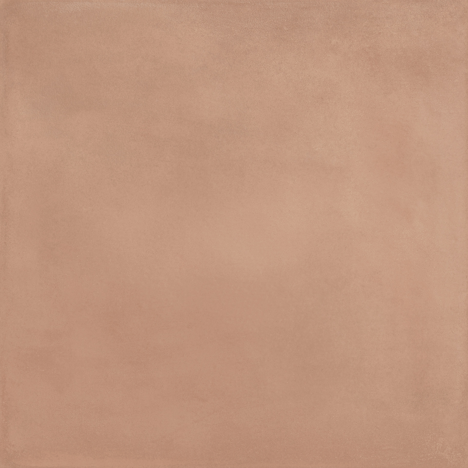 ragno amuri rc8y.jpg