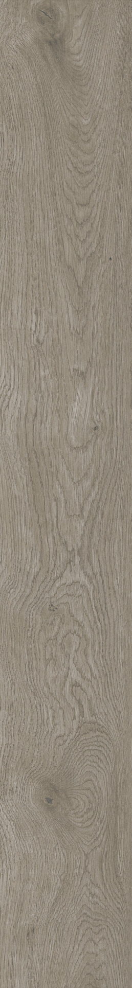 ragno boheme rcdc.jpg