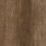 ragno inedito radp.jpg