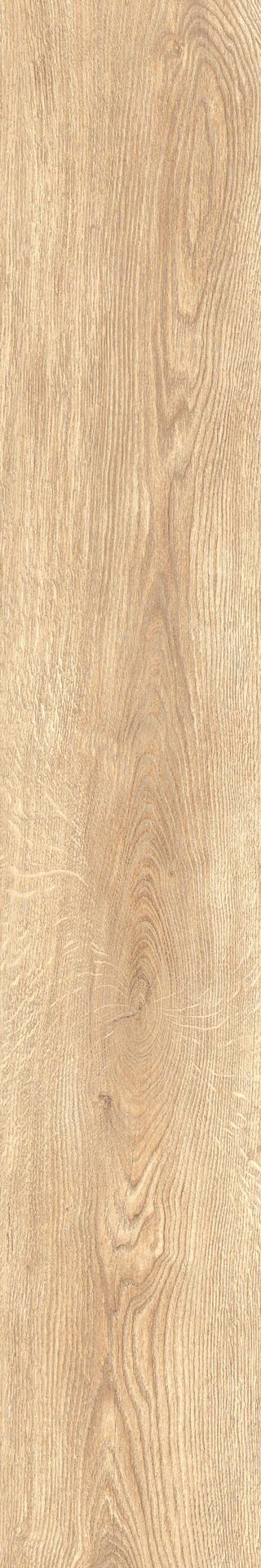 ragno inedito radt.jpg