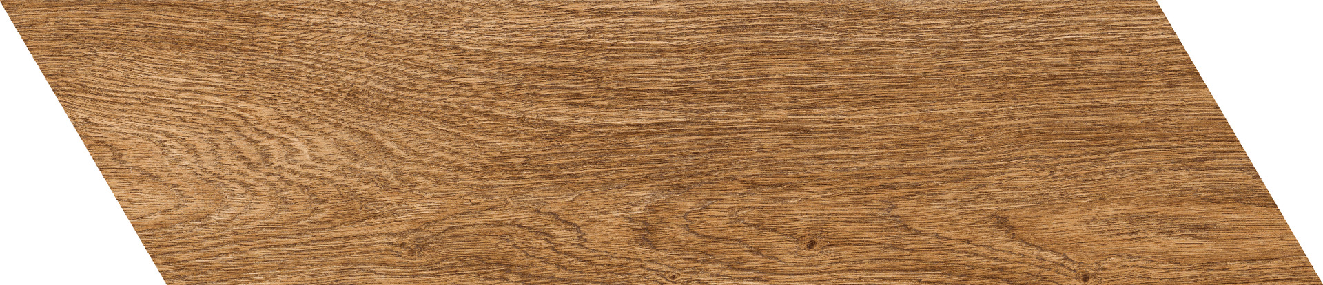 ragno inedito rc5g.jpg