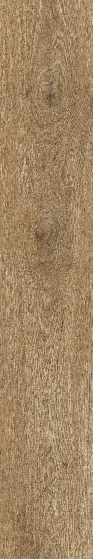 ragno ossimori r9rj.jpg