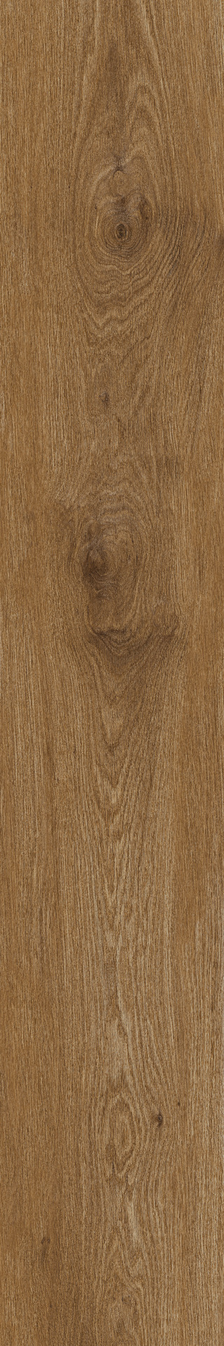 ragno ossimori r9rk.jpg