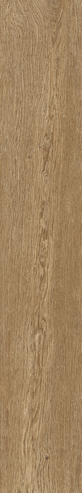 ragno ossimori r9rp.jpg