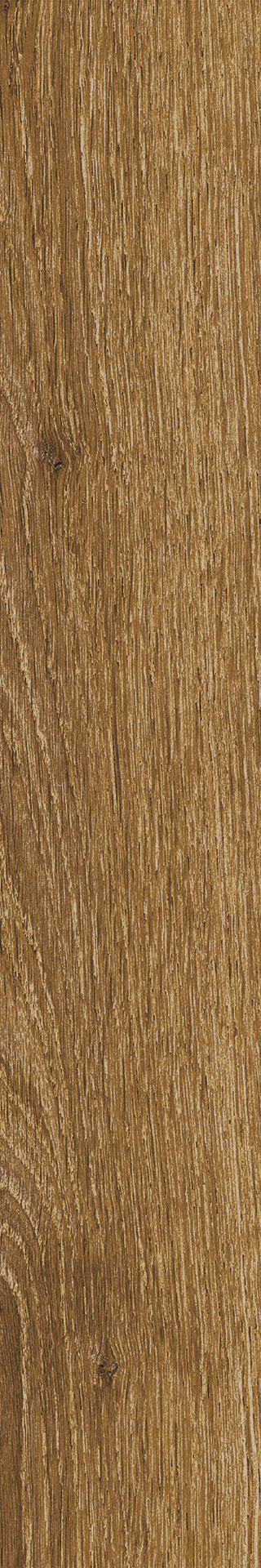 ragno ossimori r9tj.jpg