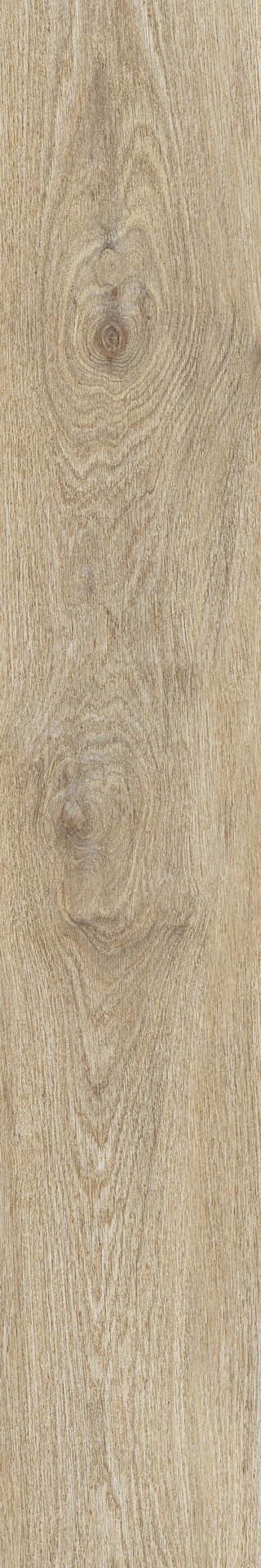 ragno ossimori r9vs.jpg