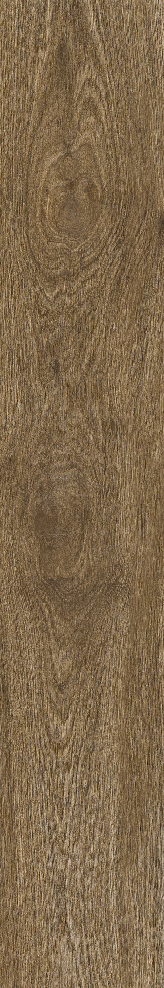 ragno ossimori r9vv.jpg