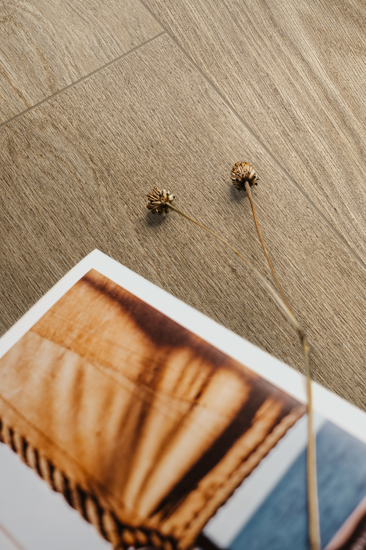 ragno ossimori 003.jpg