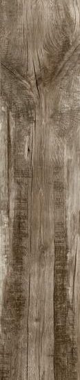 ragno woodmania r56p.jpg